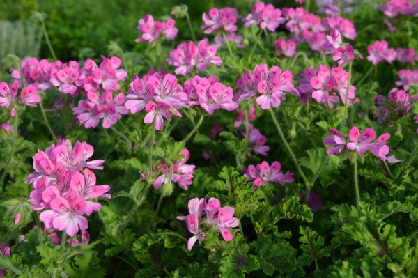 Pelargonie, Duft-  "Pink Capitatum" (Pflanze)